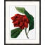 Red Flower 4 Print