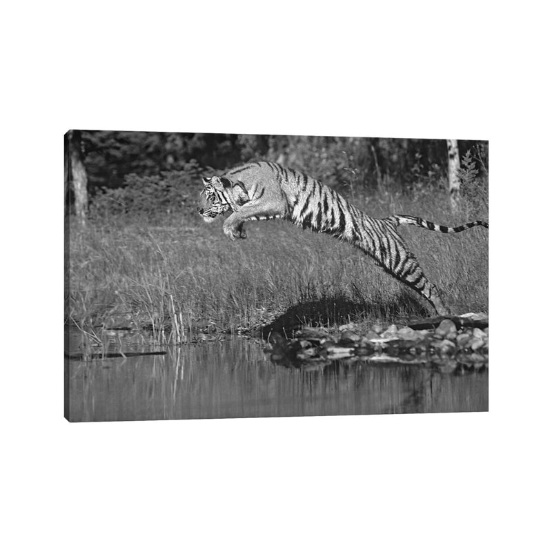 Siberian Tiger Leaping Across River, Asia by Tim Fitzharris - Gallery-Wrapped Canvas Giclée on Canvas, Canvas