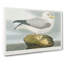 Fulmar Bird by John James Audubon - Wrapped Canvas-55363723
