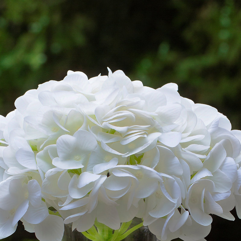 Arrangement floral dans un vase Lentz Hydrangea, Blanc