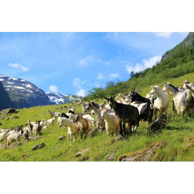 " Goat On Fjord Mountain " by Claudiovidri