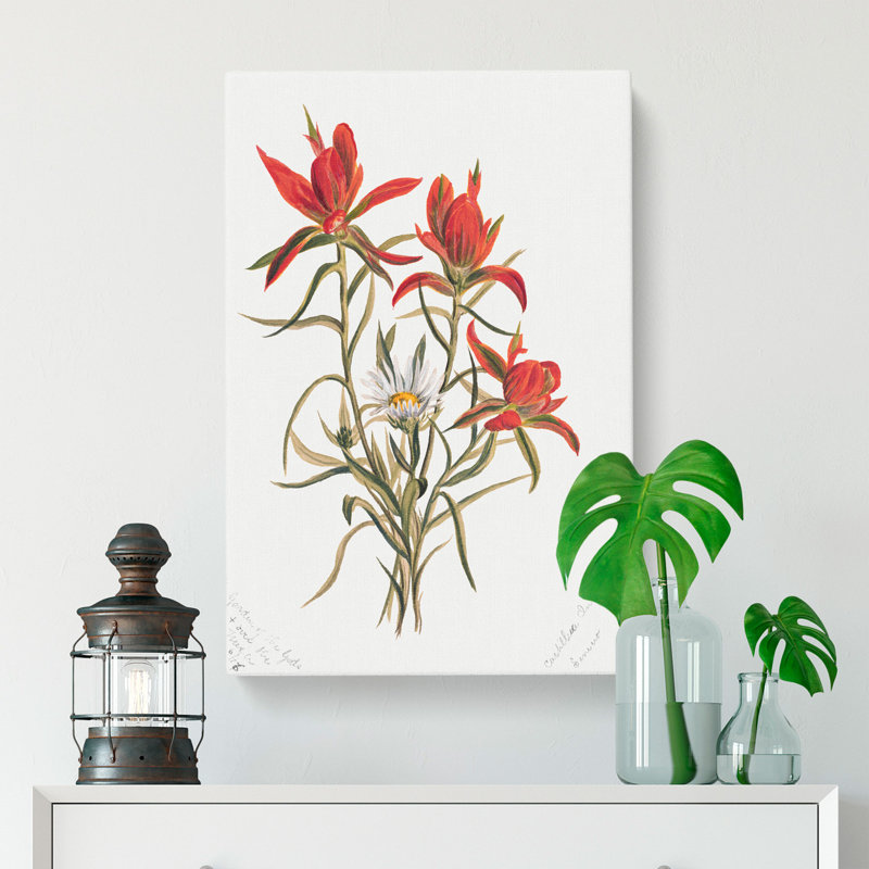 Indian Paintbrush by Mary Vaux Walcott - Wrapped Canvas Painting, 76cm H x 50cm W x 3cm D