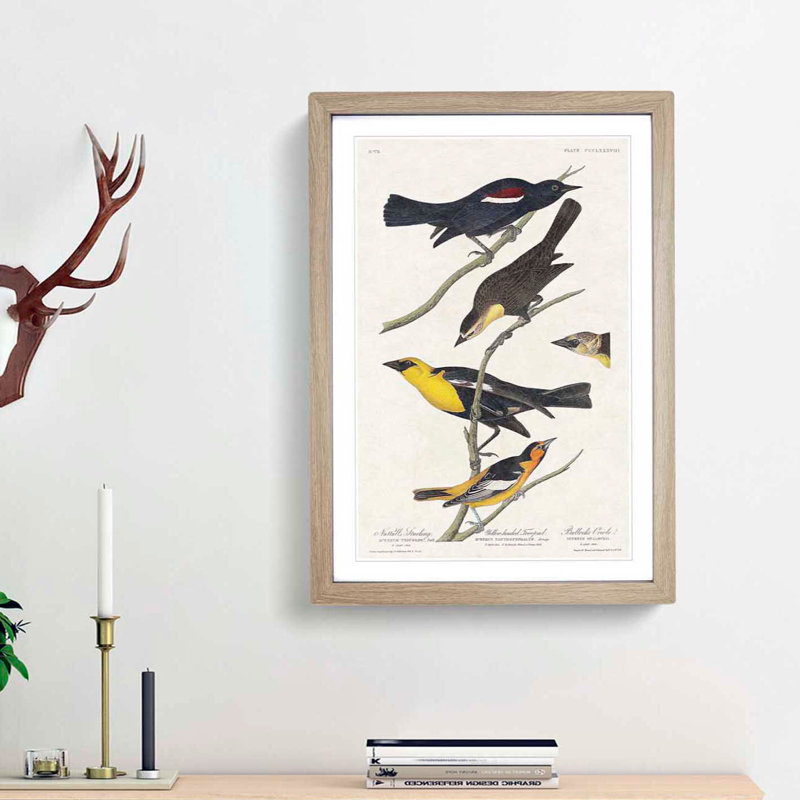 An Assortment of Birds by John Audubon - 1 Piece Single Picture Frame Painting, 45cm H x 33cm W x 2cm D, Oak Framed