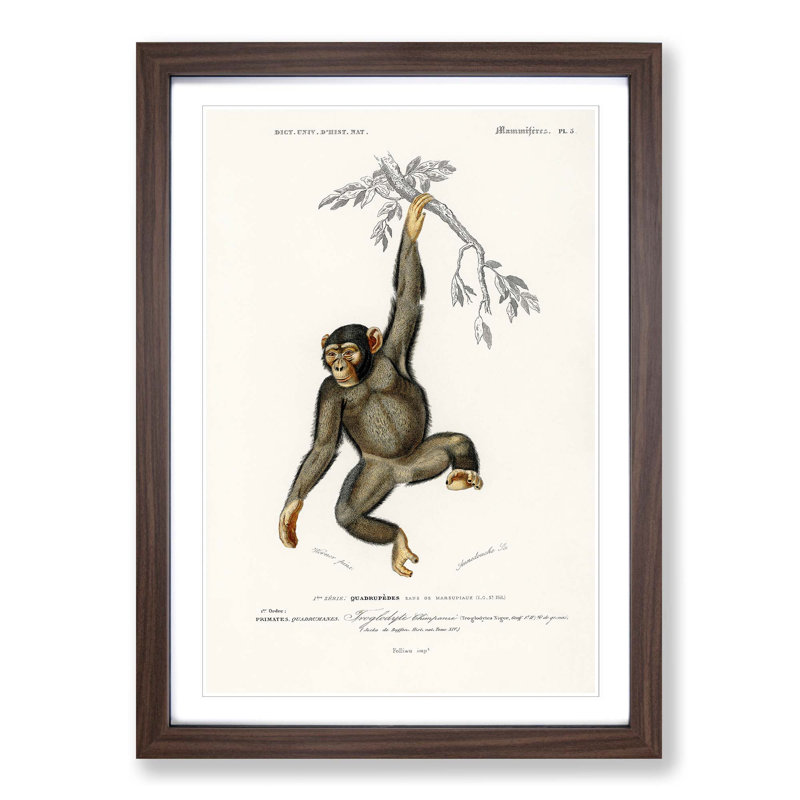 Chimpanzee by Charles D'Orbigny - Picture Frame Painting Print on MDF, 48cm H x 36cm W x 2cm D, Walnut Framed