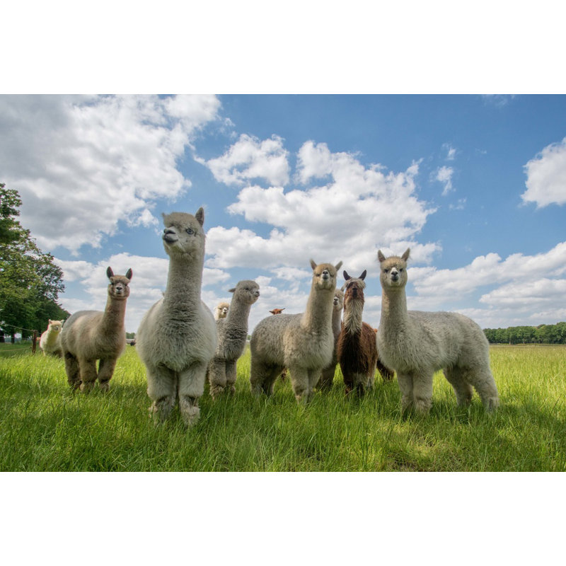 Wrapped Canvas Print, 50.8 cm H x 76.2 cm W