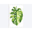 «Monstera II», reproduction sur toile-29283549-74731908-74731914