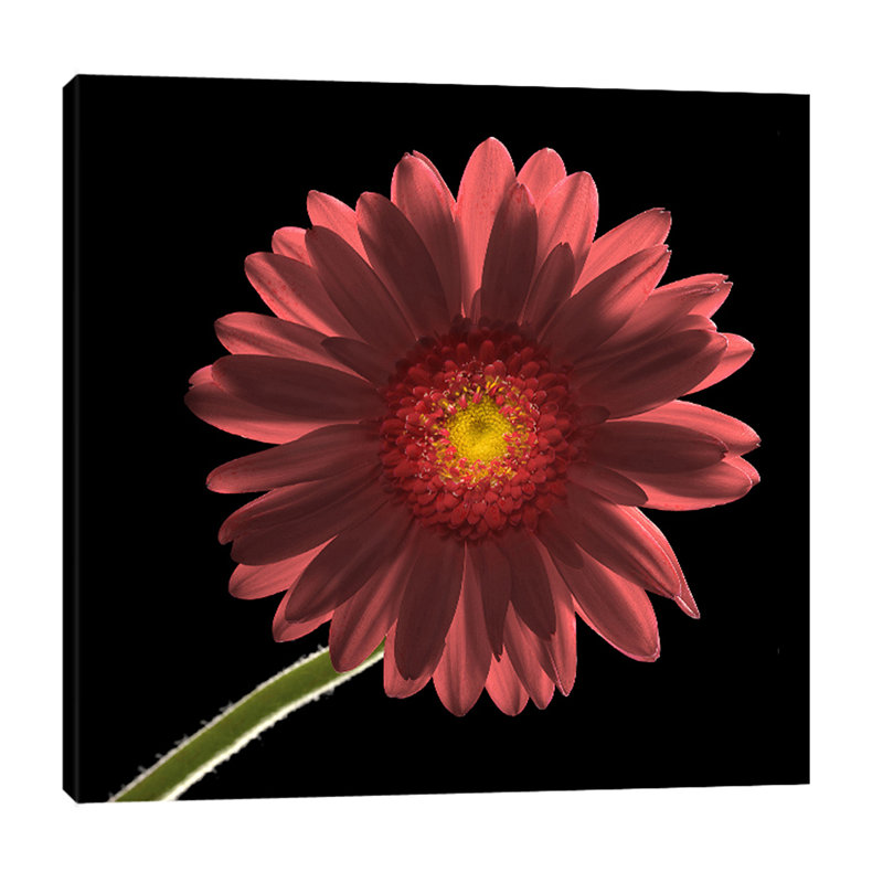 Gerber Daisy 1 by Barry Seidman - Wrapped Canvas Print, 46cm H x 46cm W x 4cm D
