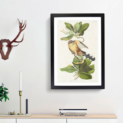 Mangrove Cuckoo by John Audubon - Framed Print
