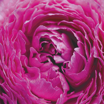" Pink Peony " by Aledanda