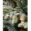 Lighted Artificial Fir Christmas Tree-50338610