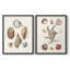 Knorr Shells & Coral I-Premium, reproduction encadrée prête à accrocher - aucun clou requis - aucun clou requis-108021005-108021003