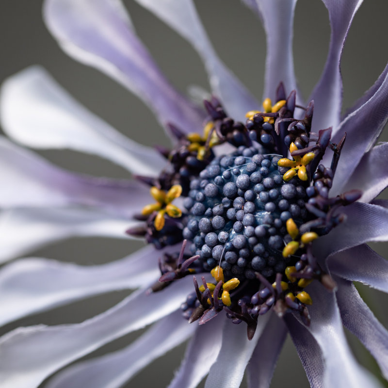 Daisy Bloom Arrangement, Blue