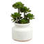 Plante grasse en pot