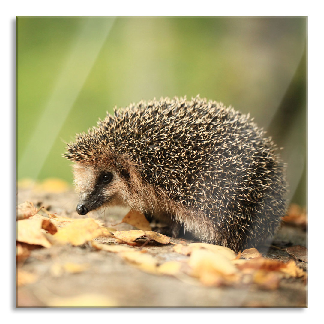 Glasbild Igel im Laub