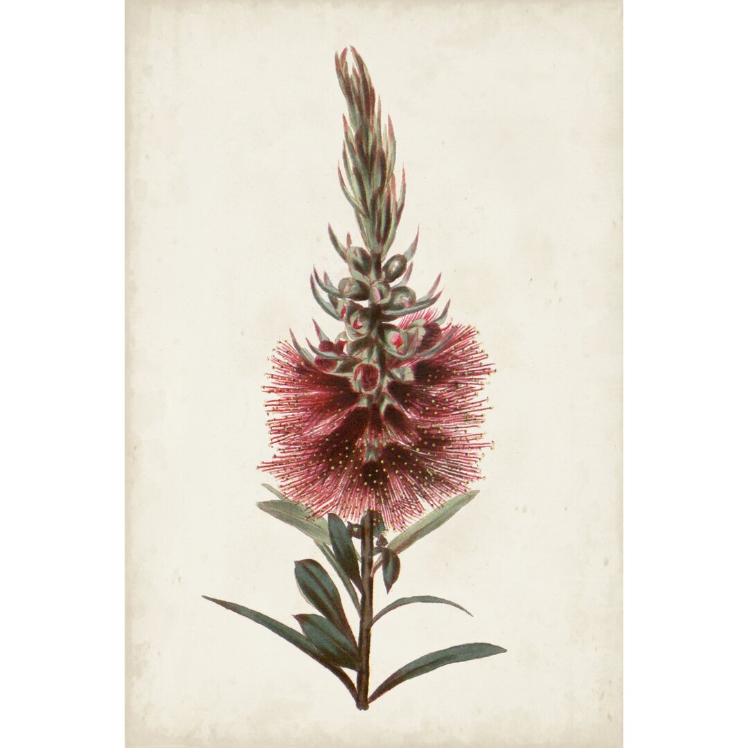 Leinwandbild Bottle Brush Flower II von John Miller