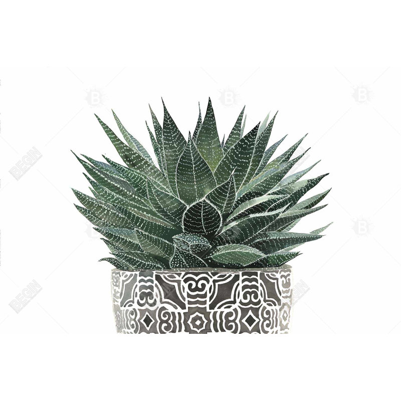 Zebra plant succulent Bath Mat with Non-Slip Backing - Quick Dry Memory Foam Bathroom Rug - Absorbent - Modern Plush Spa-Style - Machine Washable