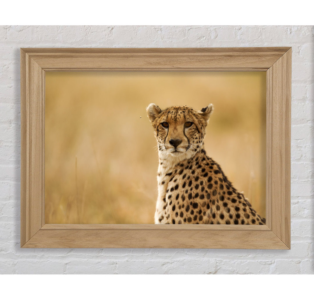 Cheetah Beauty Gerahmter Druck