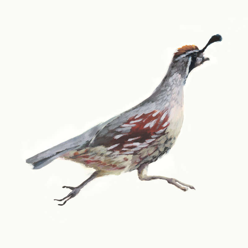 Running Quails I Painting by Fern Cassidy, 24" H x 24" W, Glass Coat