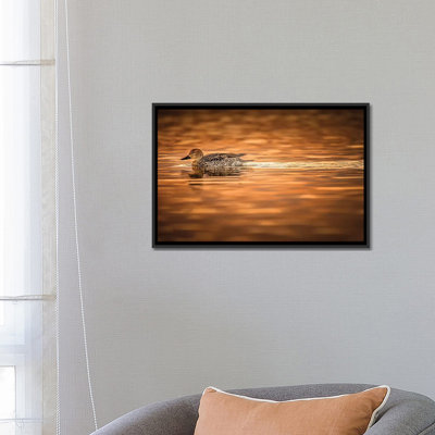 Jonathan Ross Photography " Duck On Golden Pond " by Jonathan Ross Photography