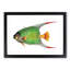 Angelfish by George Shaw - Framed Print-57844563-57844565