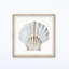 «Pretty White Shell», reproduction encadrée-1664352454