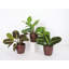 Live Prayer Plant Trio Set In Classic Pots-78391223