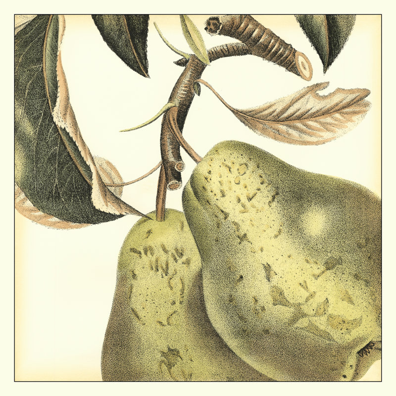 Graphic Pear by Vision Studio - Wrapped Canvas Print, 30cm H x 30cm W