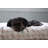 Checkered Polyester Pet Bed-56468084-56468088