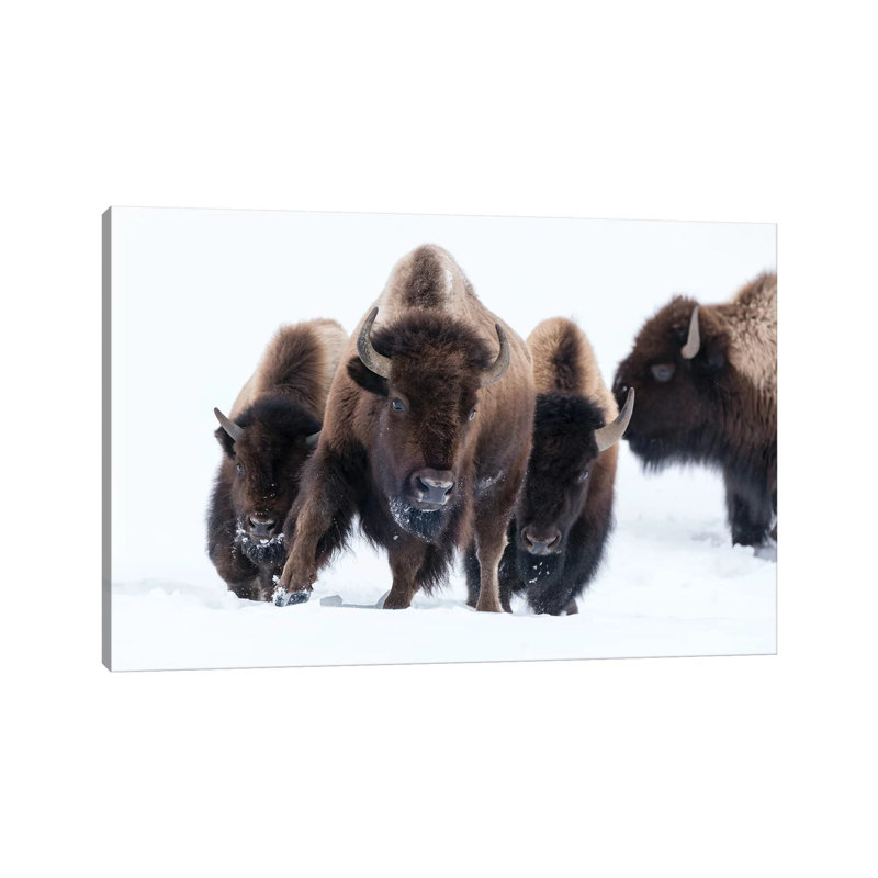 American Bison (Bos Bison) Beginning to Run Through the Deep Snow. 1 Piece Wrapped Canvas Wall Art