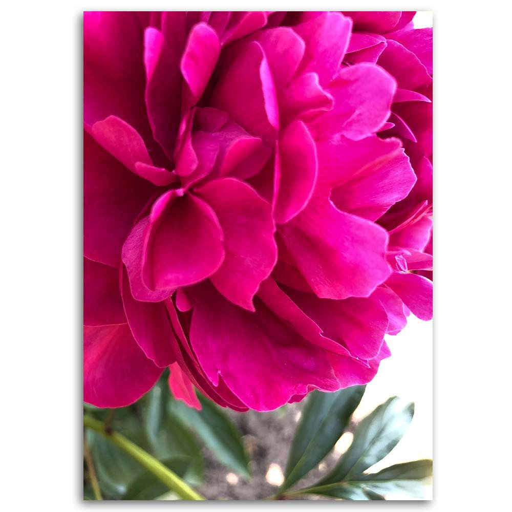 Leinwandbild Pink peony