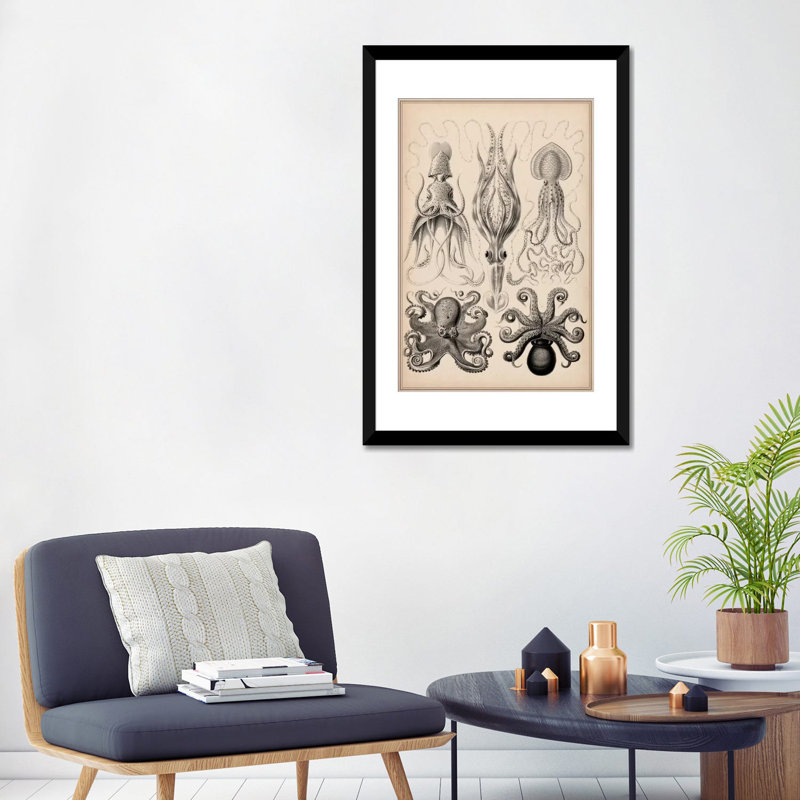 Cephalopod (gamochonia), impression sur toile, H 24 po x l 16 po x P 1 po, Papier avec cadre noir, Blanc