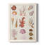 Wolfdale Coral & Shell Collage II, reproduction d'art sur toile-88390562-88390556