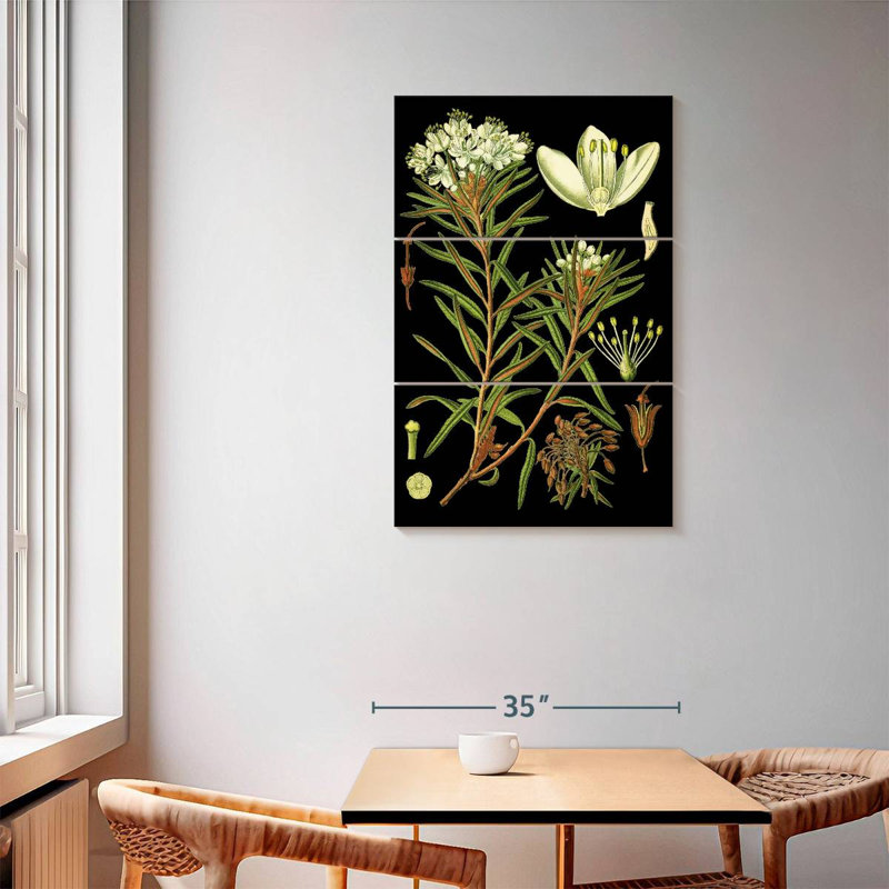 Harnek Marsh Labrador Tea Plant, 57" H x 36" W