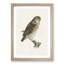 Eurasian Pygmy Owl by Von Wright - Picture Frame Graphic Art Print-55726352-55726353