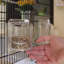60.5cm Table Top Bird Cage with Perch