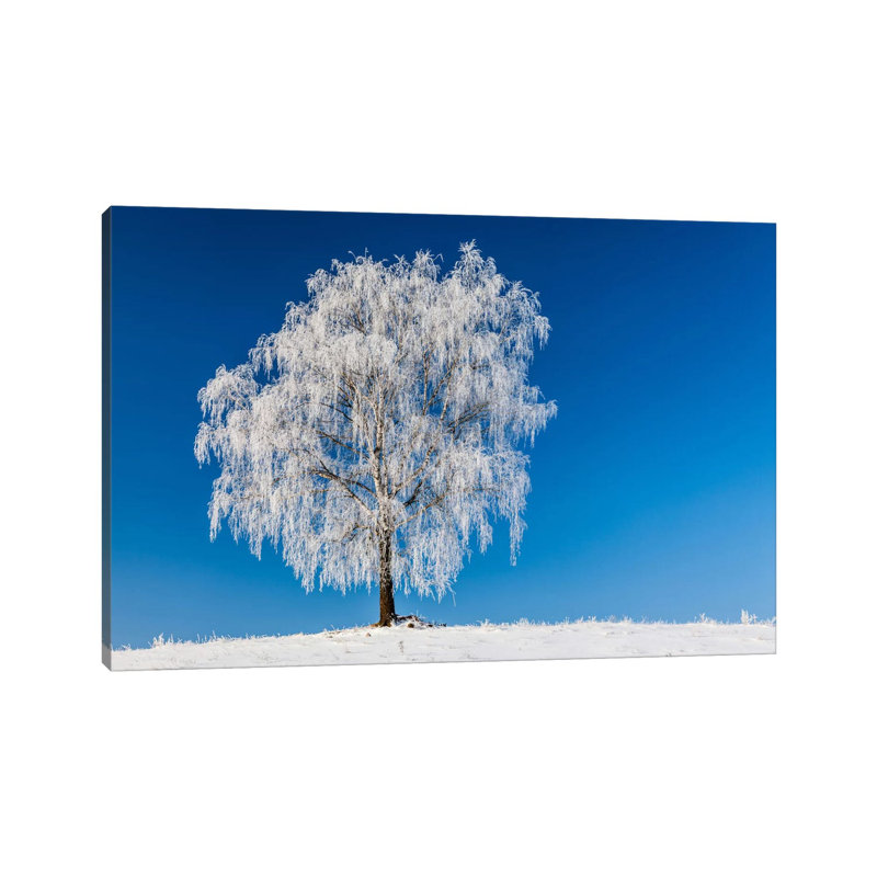Poland, Podlaskie, Winter, Birch Tree by Mikolaj Gospodarek - Wrapped Canvas Print, 20.32cm H x 20.32cm W x 1.905cm D