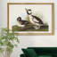 «Buffel Headed Duck», reproduction sur toile encadrée-1227562208-1227562212