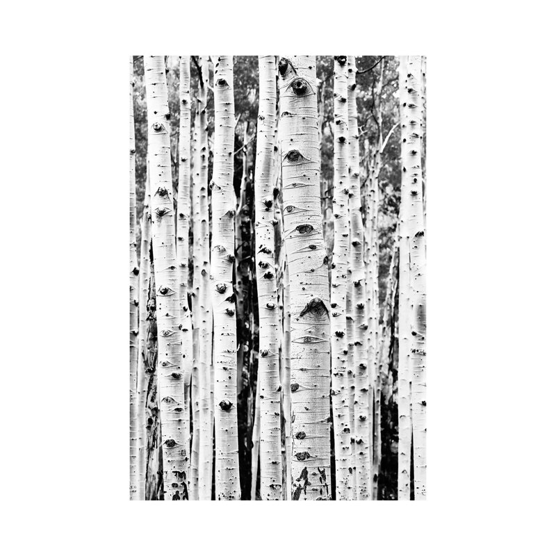 " Birch In Black & White " by Sisi & Seb, 18" H x 12" W x 1.5" D