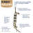 Blockbuster Small Animal Toy Mega Bundle