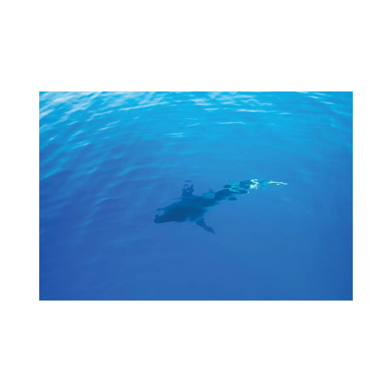 Hawaiian Shark IV by Bethany Young - Print on Canvas, Wrapped Canvas, 20.32cm H x 30.48cm W x 1.91cm D