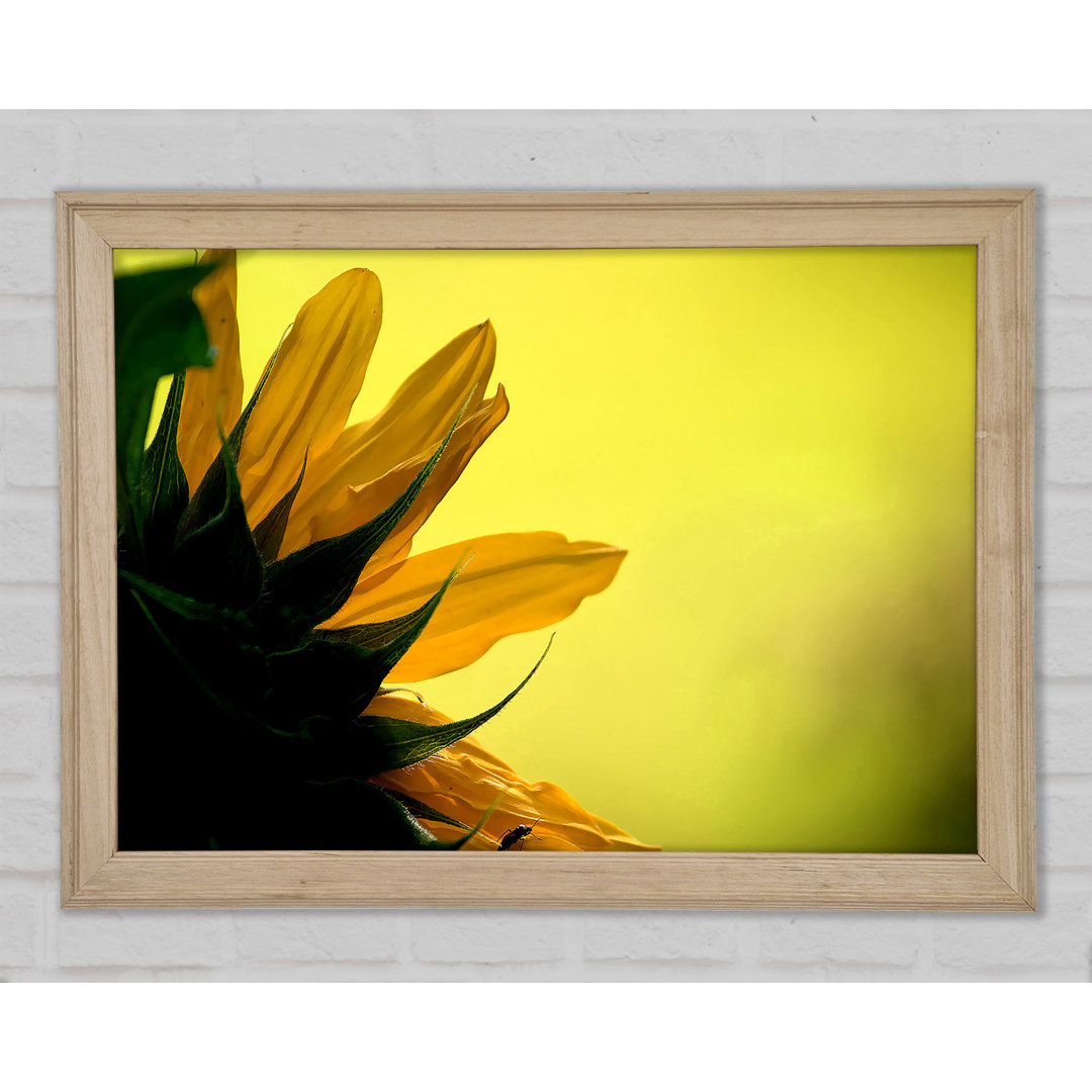 Sonnenblumen Makro - Drucken