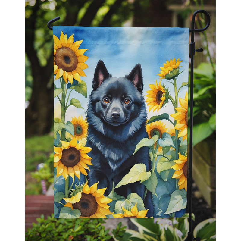 Lévrier irlandais dans le drapeau du jardin de tournesols, Schipperke