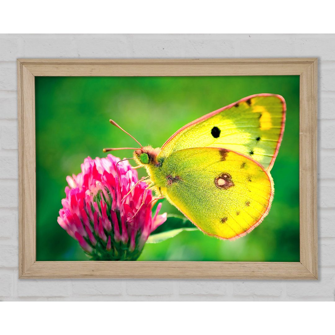 Colias Hyale Schmetterling - Druck