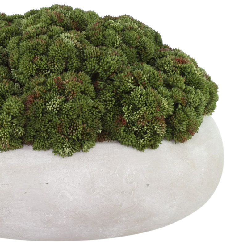 Sedum disposée dans un pot de fleurs en pierre, H 9 po x l 15 po x P 15 po, Vert