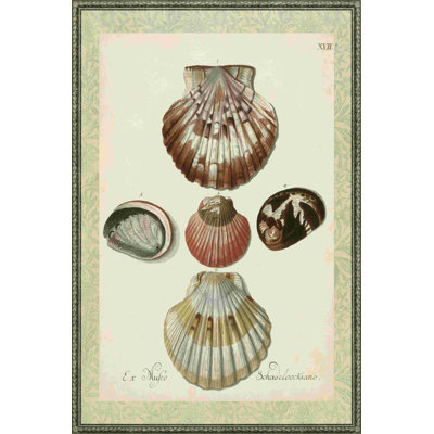 Ex-libris coquillages III