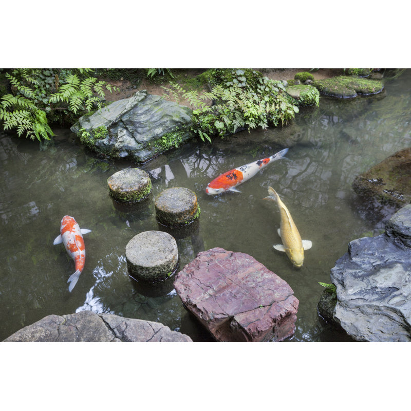 Jardin japonais. - Photographie sur toile tendue, H 8 po x l 12 po