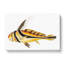 Knight Fish by George Shaw - Wrapped Canvas Painting-55304311