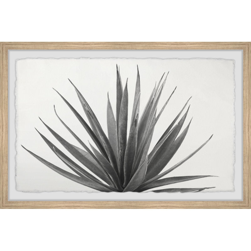 Marginata - reproduction de photo encadrée, Cadre brun, H 30 po x l 45 po x P 1,5 po