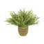 Astilbe Arrangement in Strawgrass-Wrapped Pot