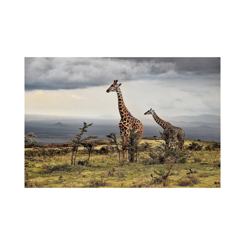 Giraffe by Giuseppe Damico - Wrapped Canvas Print
